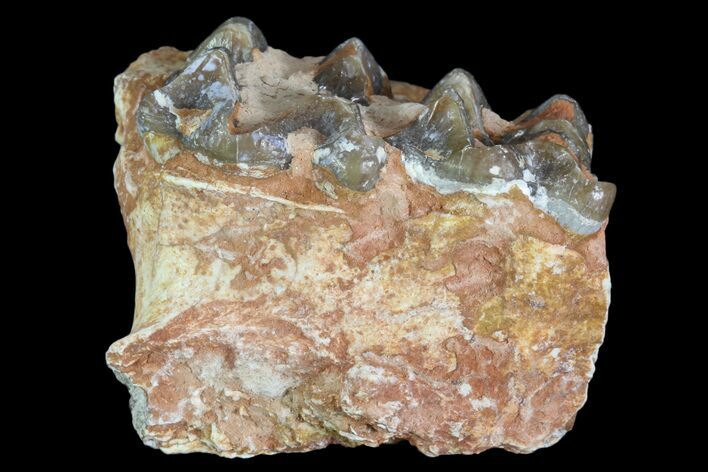 Oreodont Jaw Section With Teeth - South Dakota #82175